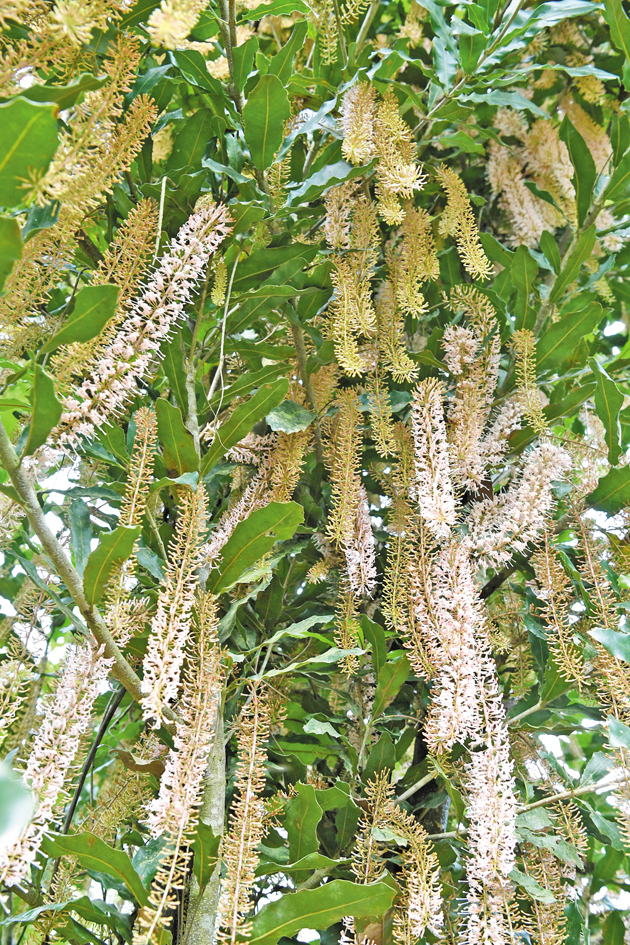 DSC_7761堅(jiān)果一.jpg